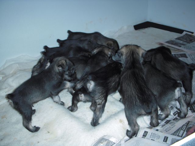puppies